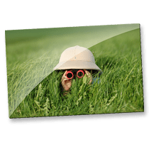 Bilder auf Aluminiumplatte